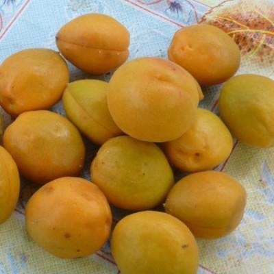 Абрикос Царский