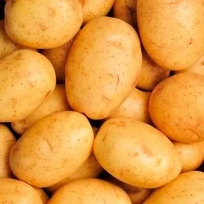 Семенной картофель Флагман