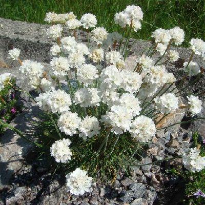 Армерия приморская Альба