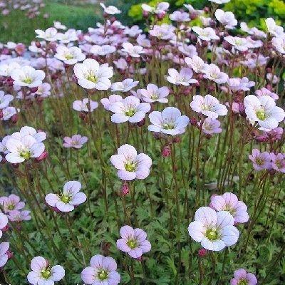 Камнеломка Арендса Розеа