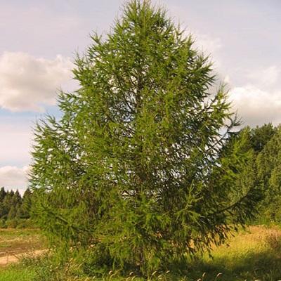 Лиственница европейская