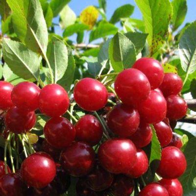 Вишня степная Изобильная