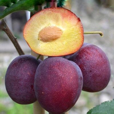 Шарафуга (гибрид) Белла Рояль