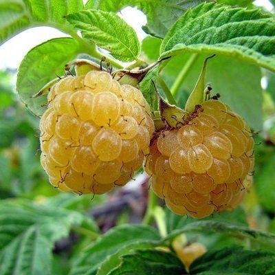 Малина желтоплодная Ананасная Вигорова
