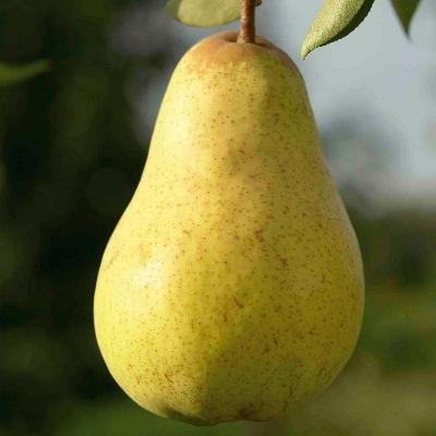 Груша Дюшес (Летний Вильямс)